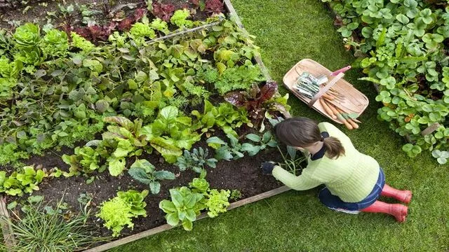 Cara Membuat Kebun Kecil-Kecilan Didalam Rumah